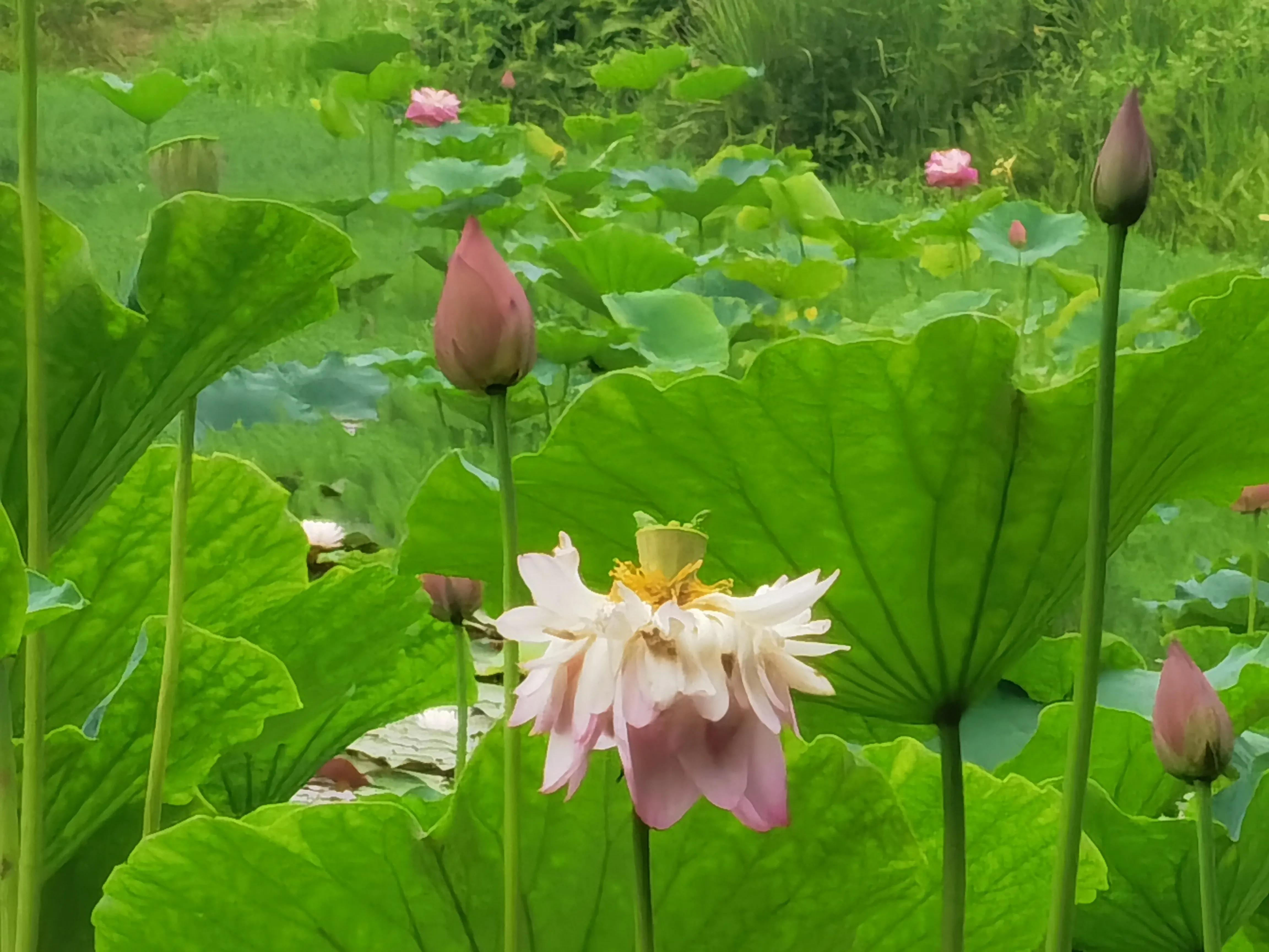 仓央嘉措——陌上花开