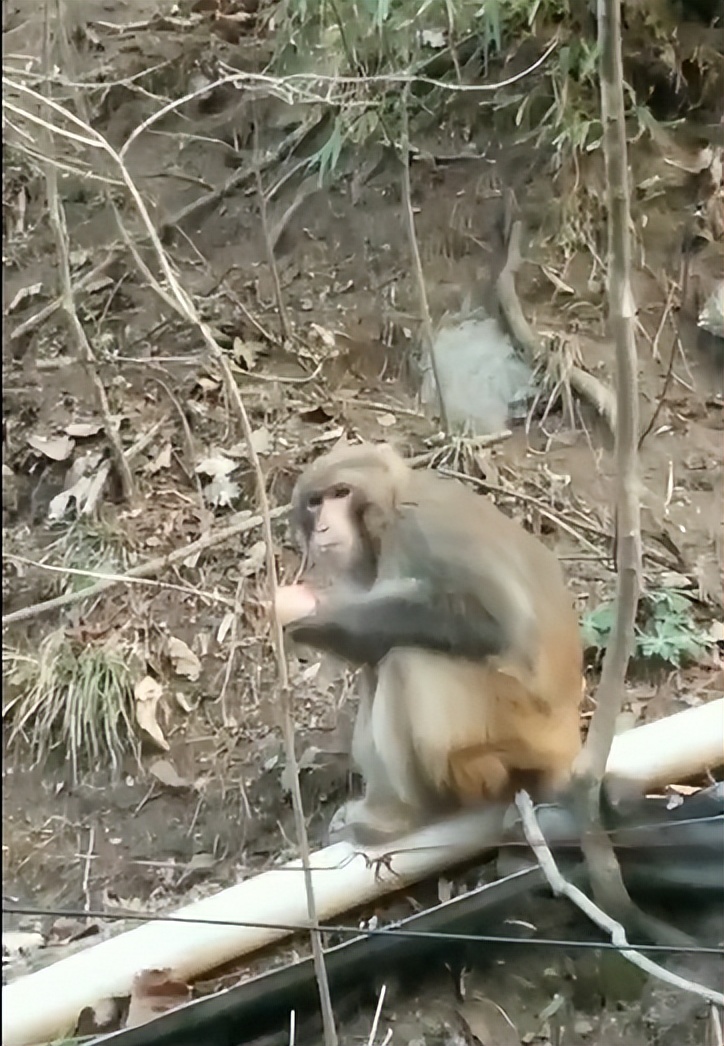 甘肃秦州区李子园：发现野生猕猴，多次&ldquo;拜访&rdquo;村民家