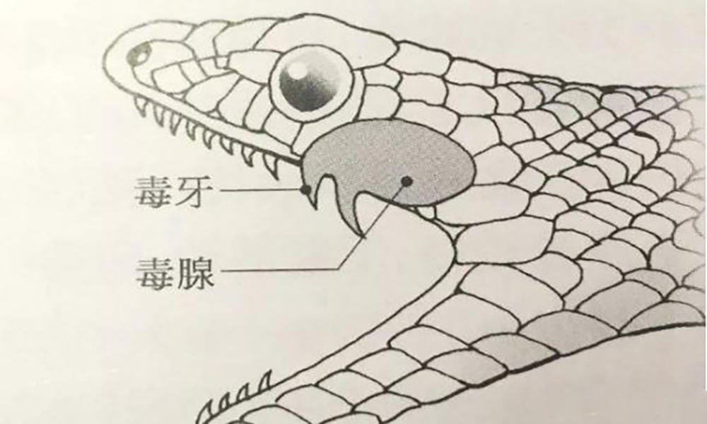 蛇类毒牙大约分为三种,管牙,沟牙和颌牙.