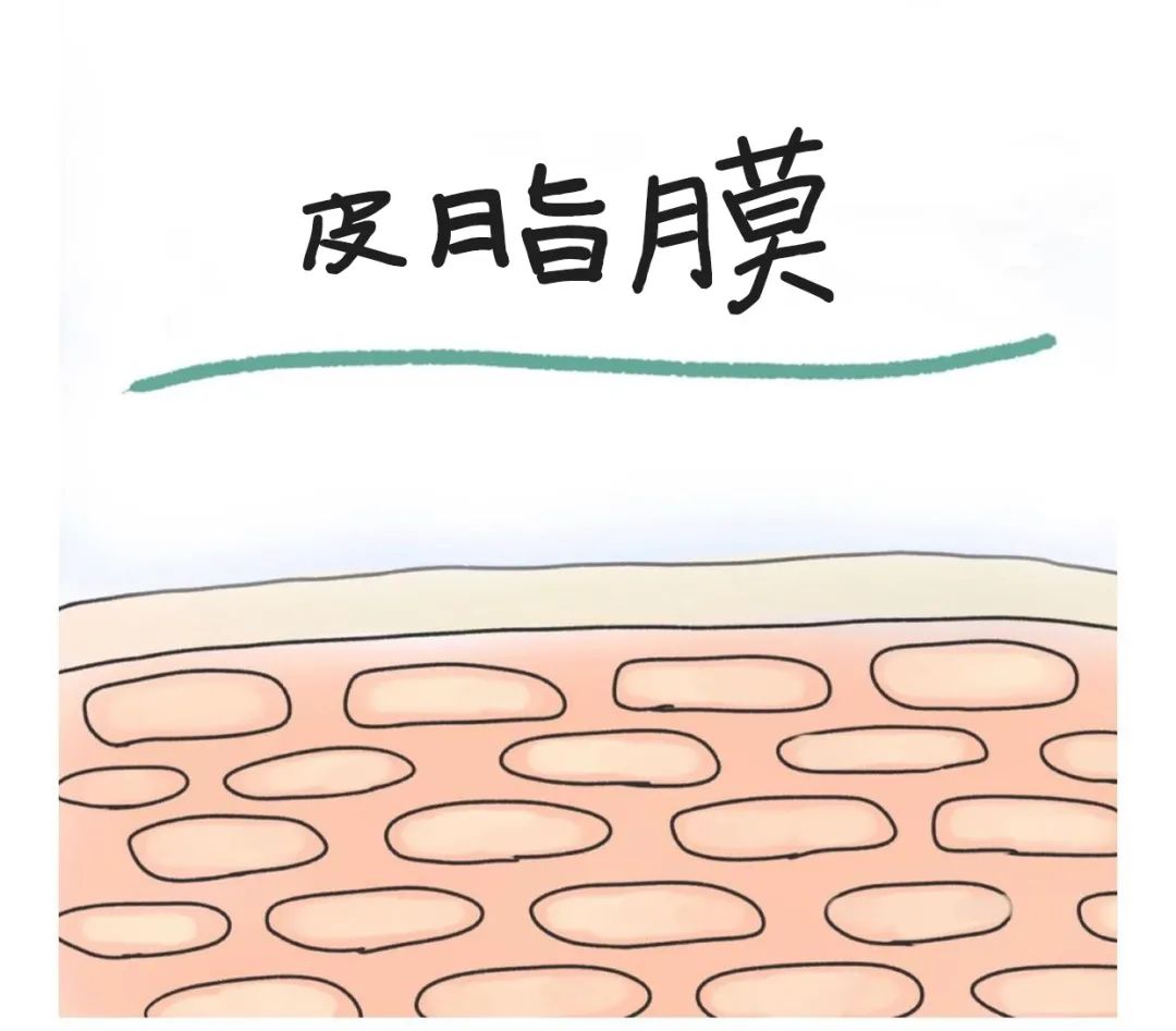 皮肤屏障功能｜受损的皮肤屏障该如何修复？