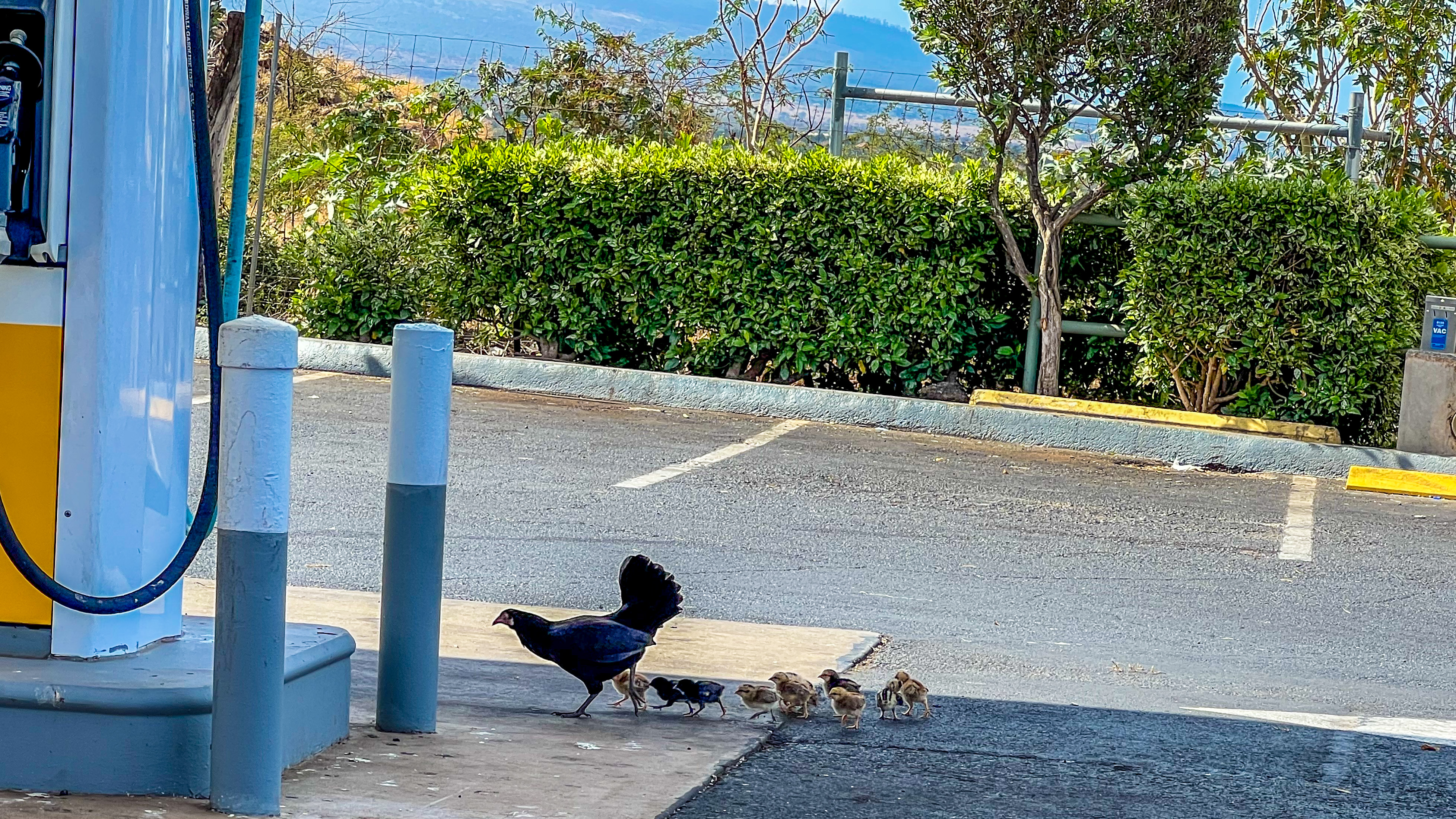 美国夏威夷，遍地野鸡成为可爱岛的标志之一，实在太震撼了