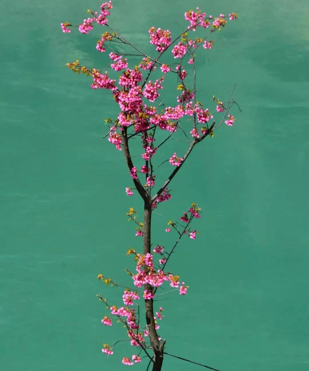 桃花盛开，江水如蓝，每年春季丙察察迎来一年中最美的时光