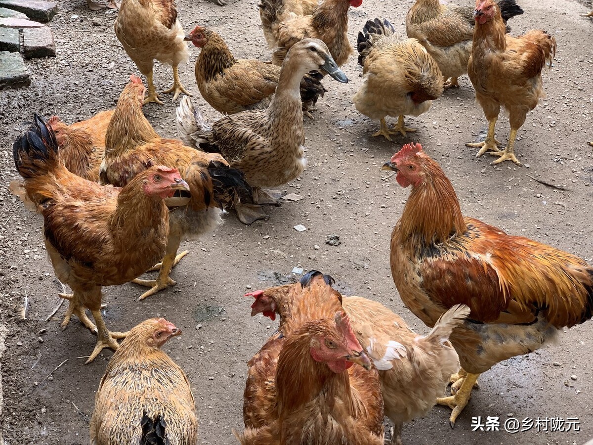 曾流行農村的包山頭養雞,為啥現在不火了?