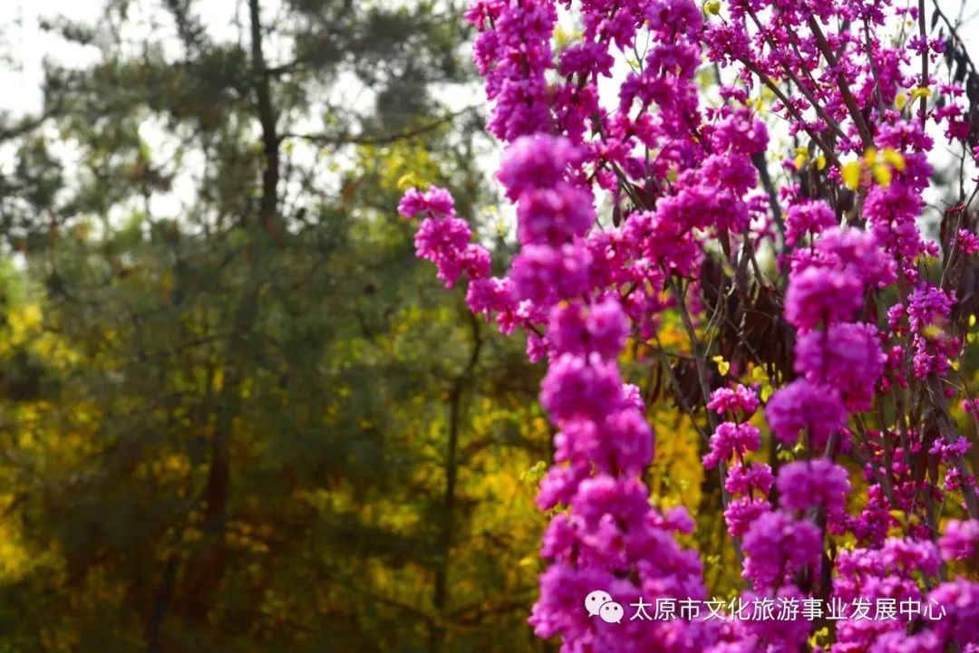 线上展览|“山河春意 锦绣太原——花的世界”主题摄影线上图片展（十二）