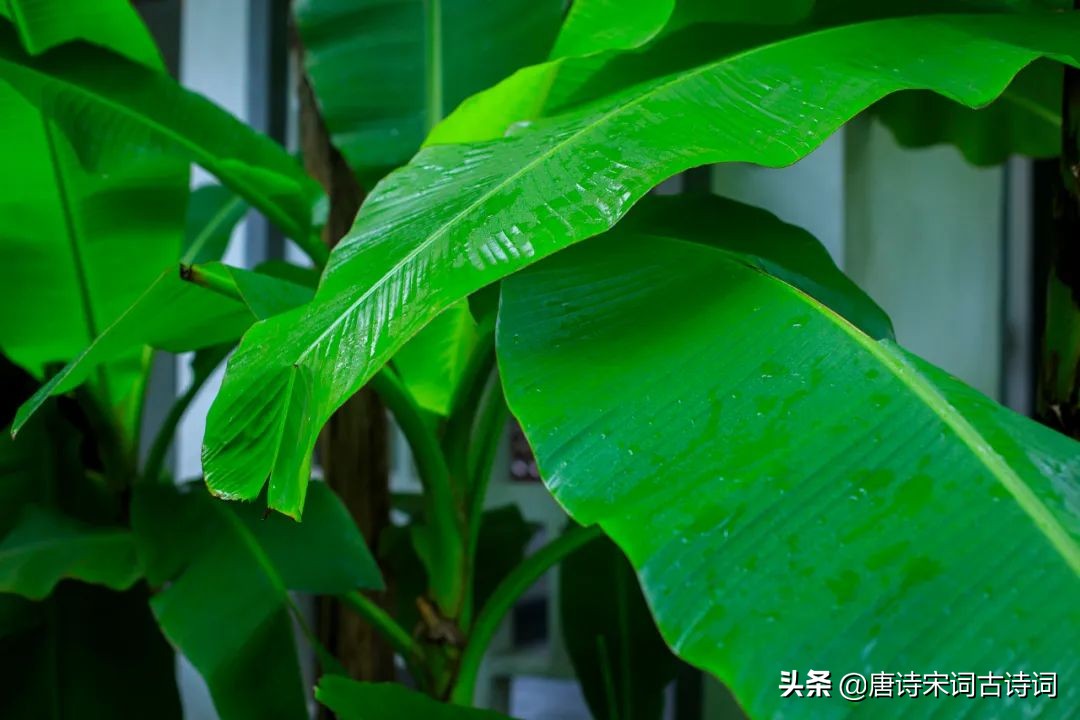 江南春雨，人间极致的浪漫