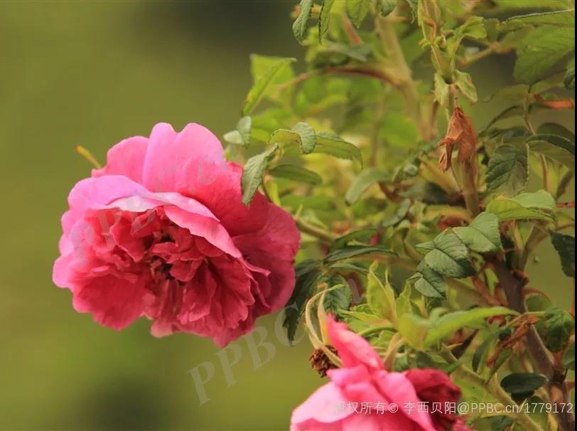 情人玫瑰花资料介绍（林草科普之玫瑰植物花语系列）