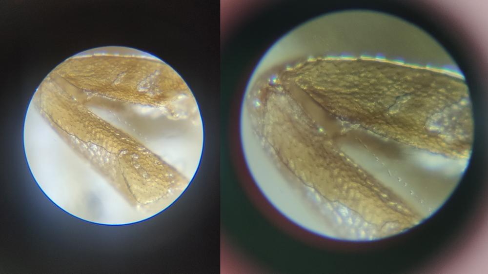 星特朗便携显微镜：你将随时看到不一样的世界