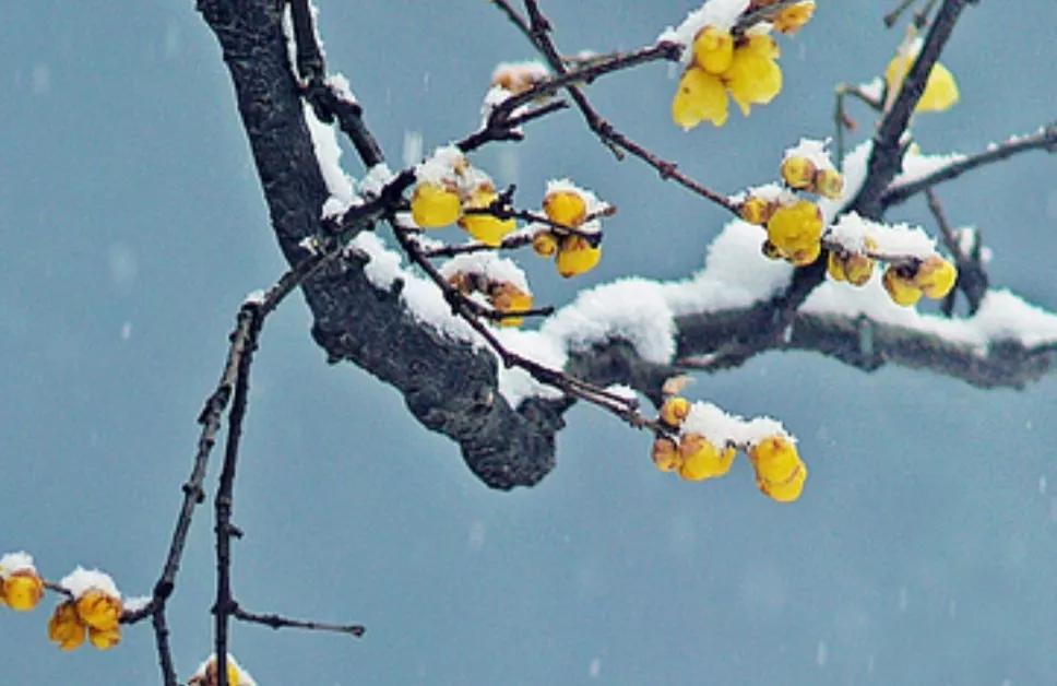 玉雪乘微风，腊梅绽琼枝