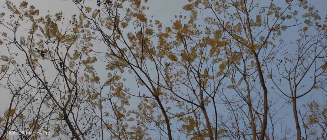 荣耀Magic4 Pro测评：目前旗舰机存在的问题，荣耀都解决了么？