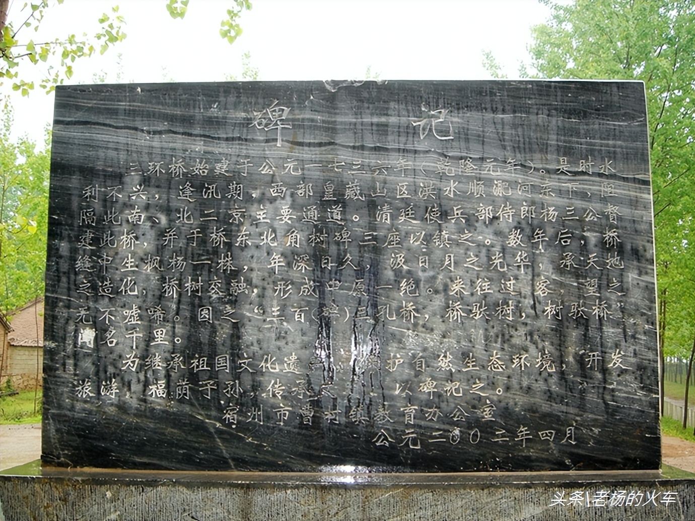 2011年拍摄的“树驮桥”古朴原始，树桥共生，相依为命