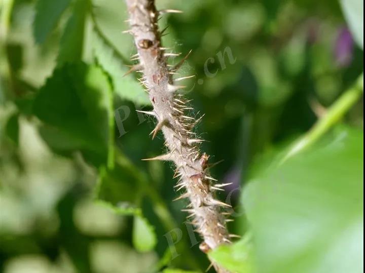 情人玫瑰花资料介绍（林草科普之玫瑰植物花语系列）