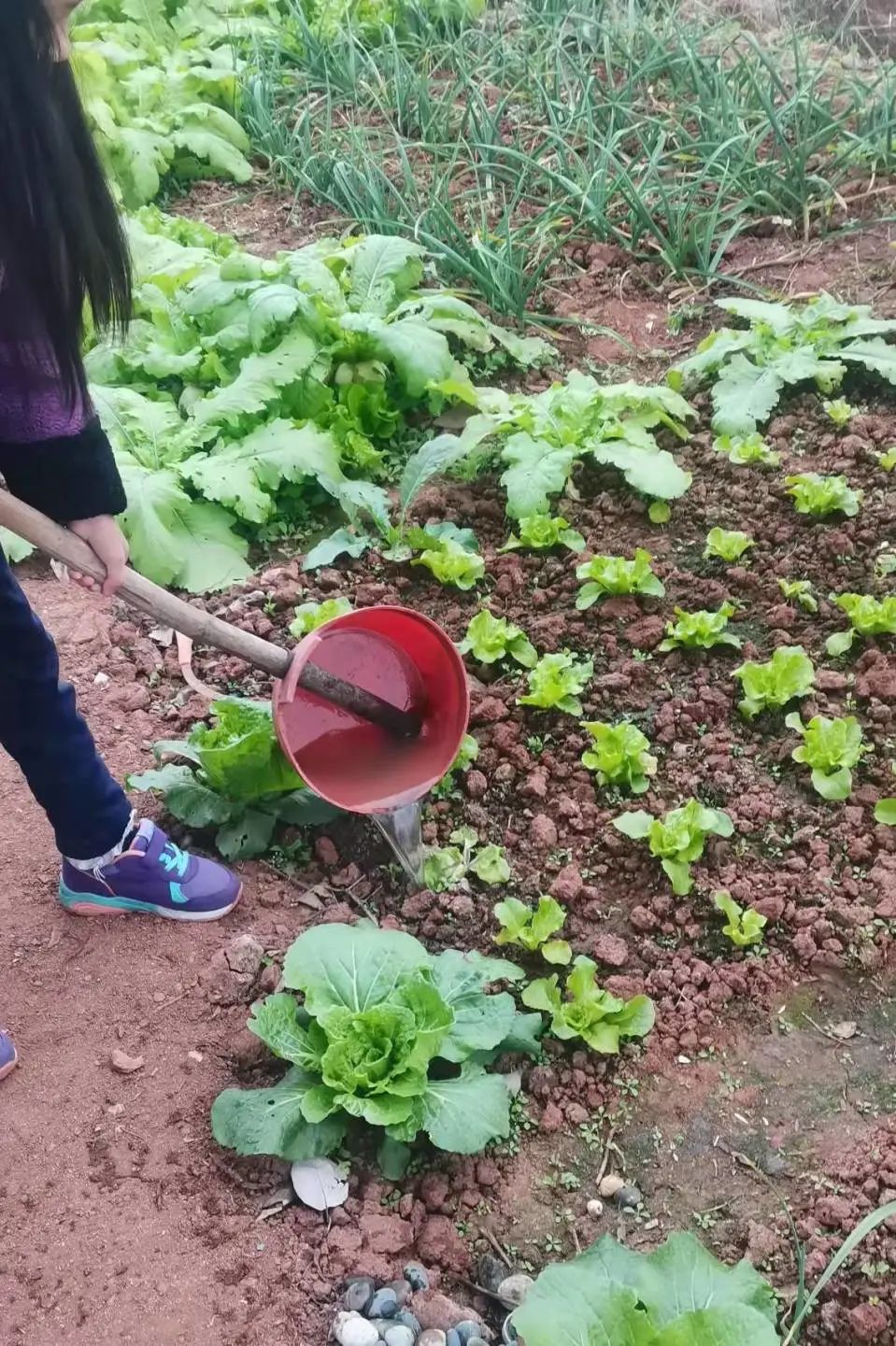 以劳动之名 收获成长之乐｜新兴小学开展“小农夫”劳动教育课程