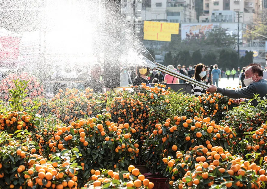 香港留学生「就地过年」怎么过？2022春节最强攻略快马住