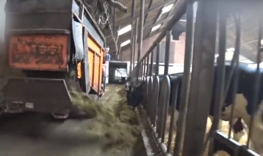 泔水兑牛奶，死老鼠做火腿，近万名儿童死亡，美国食品安全有多差