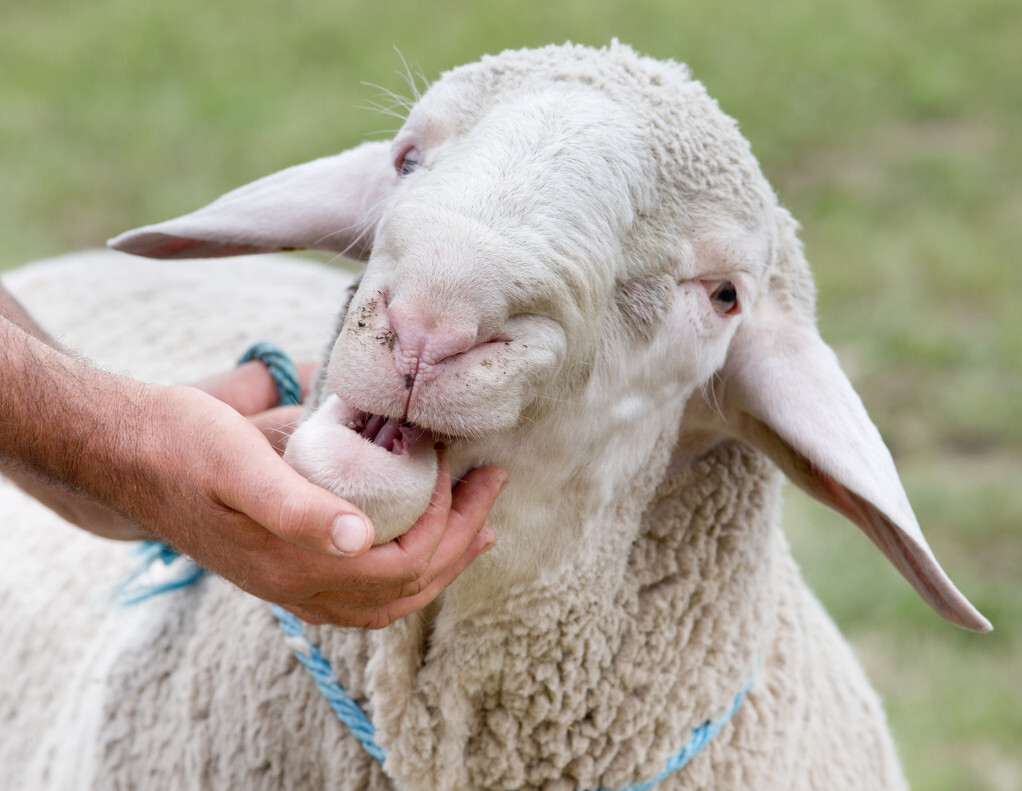 羊子吃得太多羊子吃多了怎么办