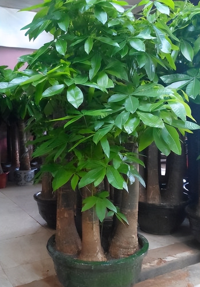 客厅养花“讲究大”，别随便，这6种，贵气不俗，养人旺家