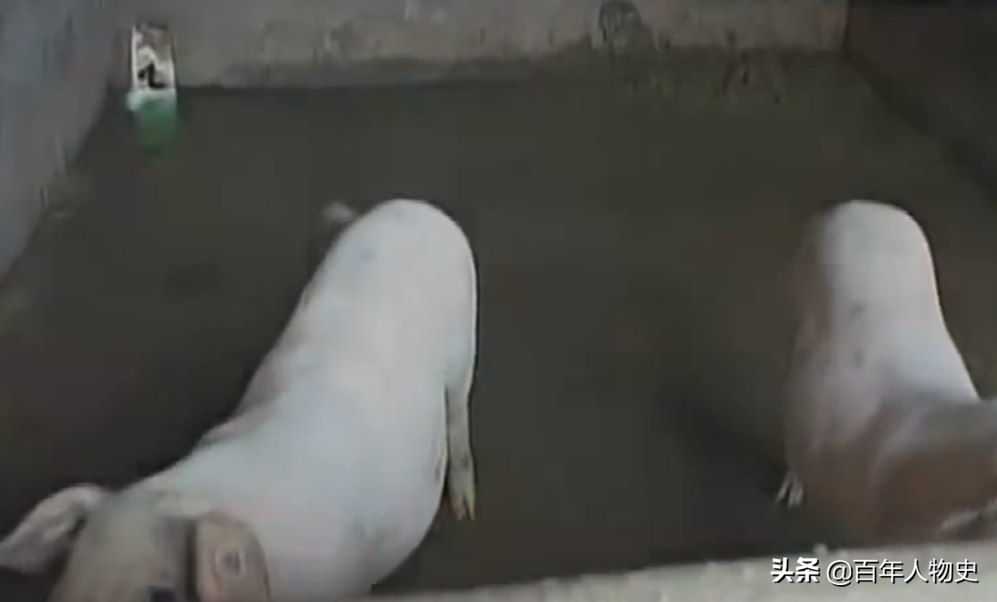 湖南83岁失明老妇住猪圈，4个子女不管不顾，儿子：住猪圈挺好的