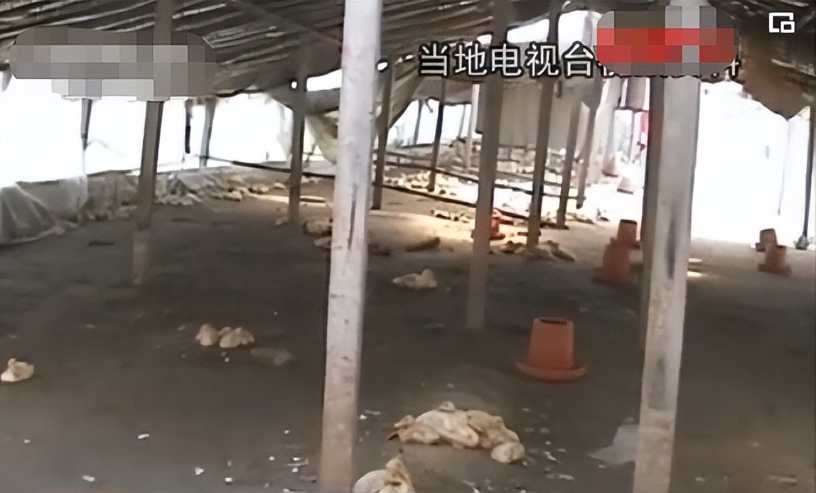 2007年男子花60万养鸭子，4年后靠鸭子挣了2000万，如今身价过亿