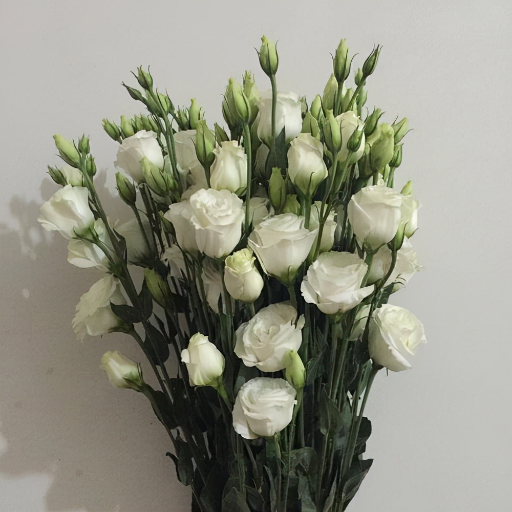 白色洋桔梗花语是什么 白玫瑰洋桔梗花语是什么-诚智百科网