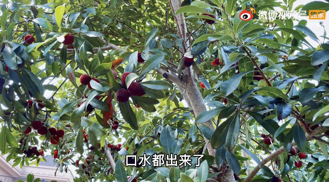 是女明星也是“菜农”！柳岩吃过刘亦菲种的茄子，张馨予家有农场