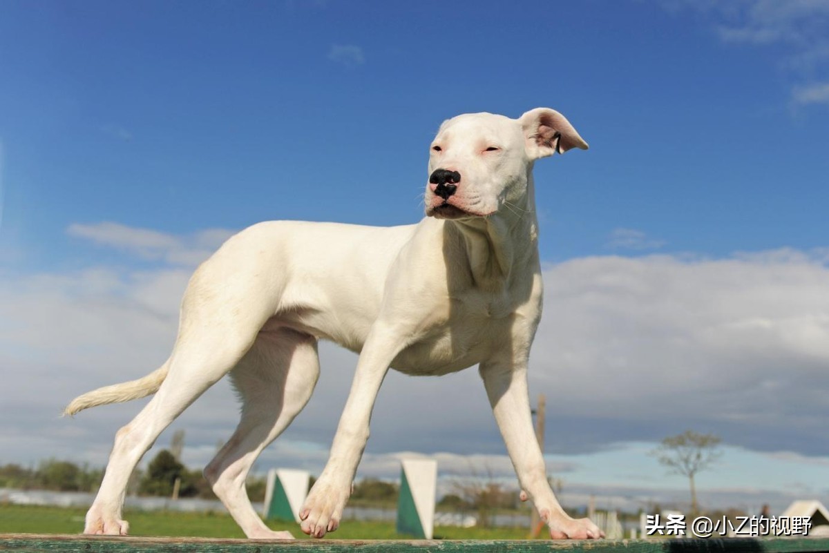 卡斯罗犬图片(五种大型犬，为何有些是禁养的，它们是如何繁育出来的？（二）)