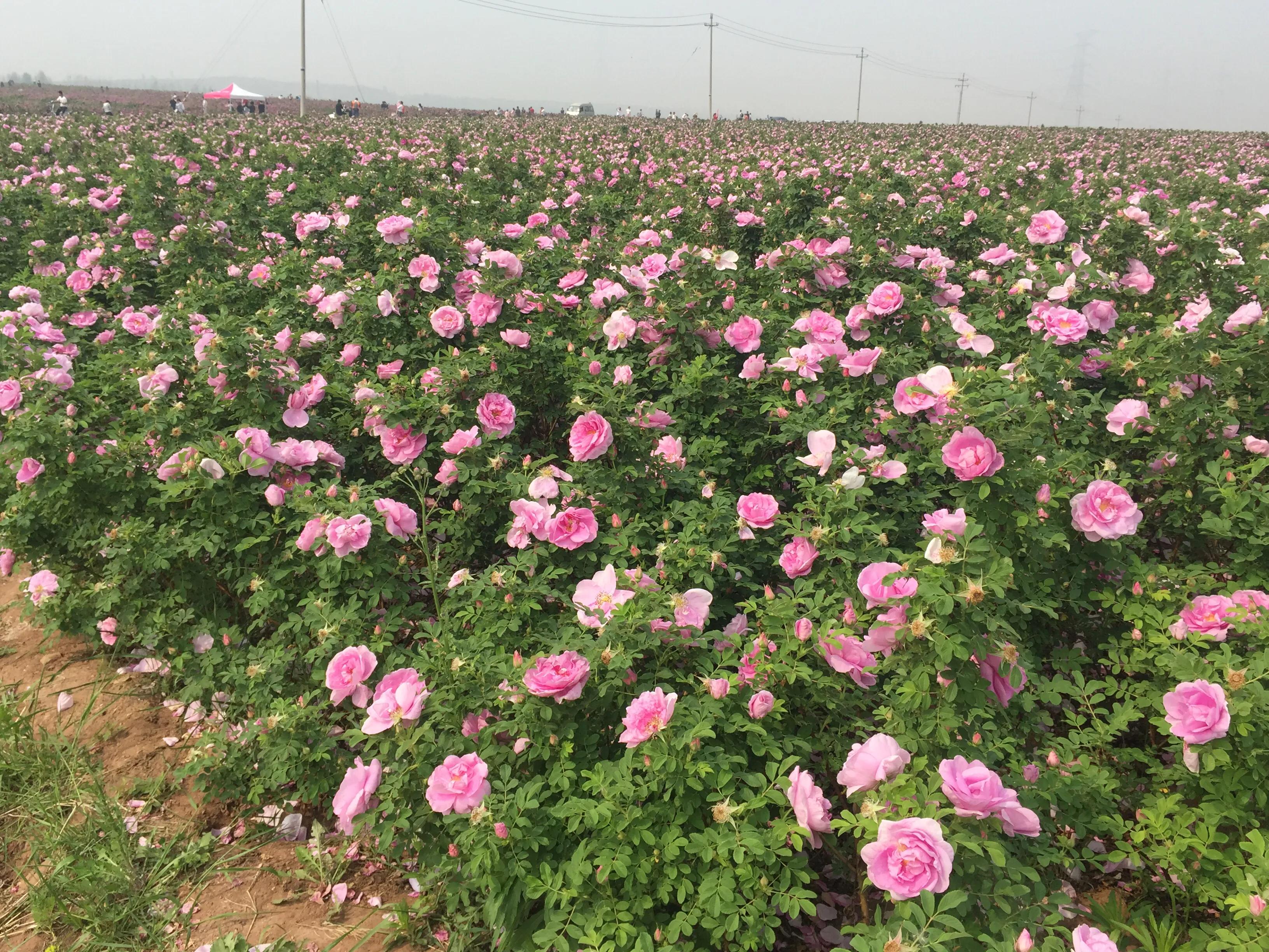 据介绍,中天玫瑰是一家以玫瑰为主要种植品种的农业高新技术企业,中天