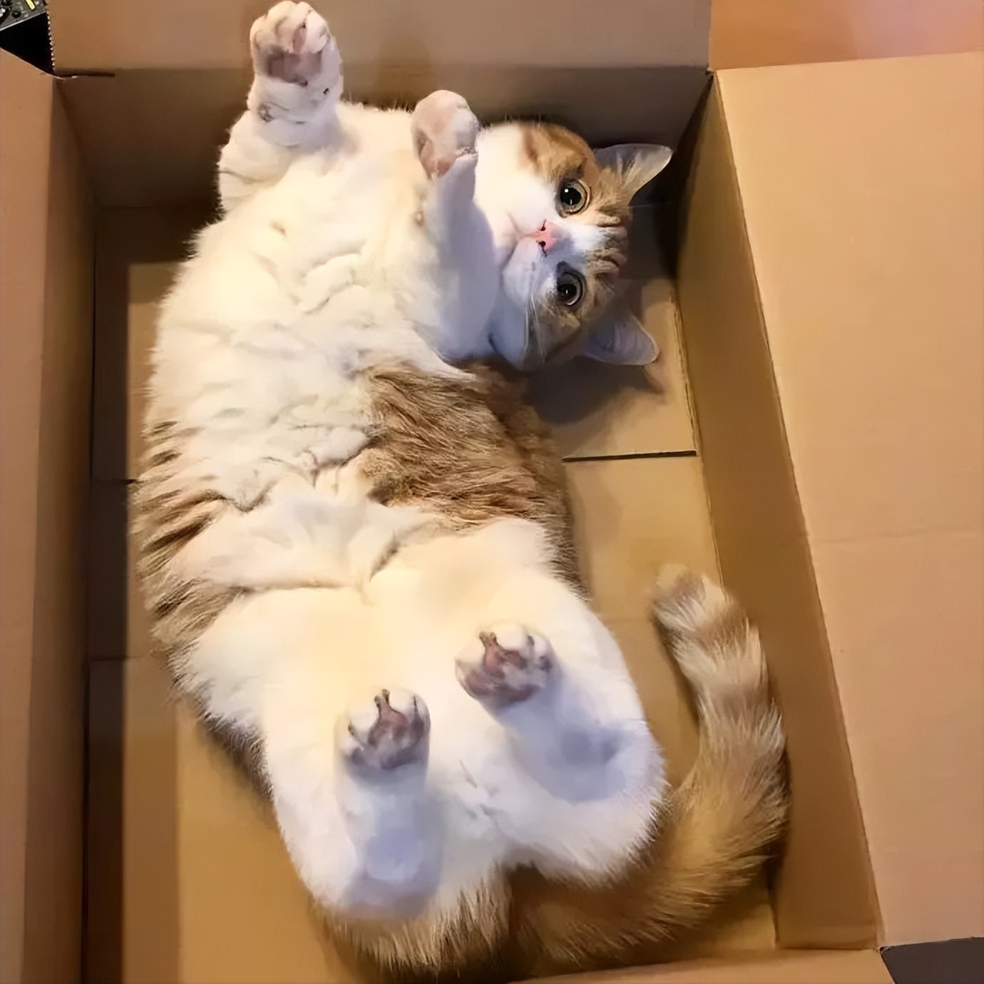 猫咪向你"露肚皮",不只是喜欢你,还隐藏了这些含义