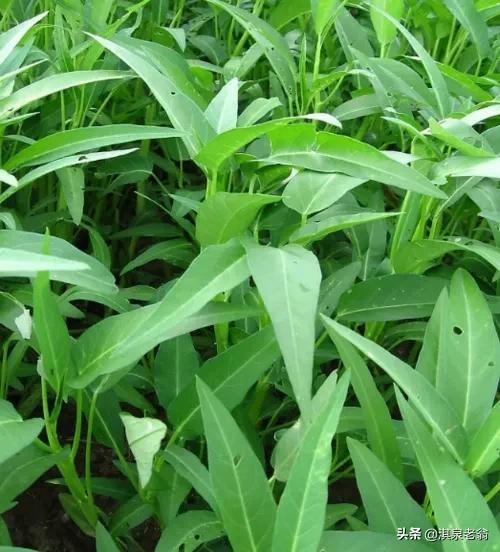 空心菜种子泡多久可以种（空心菜的种植技巧）