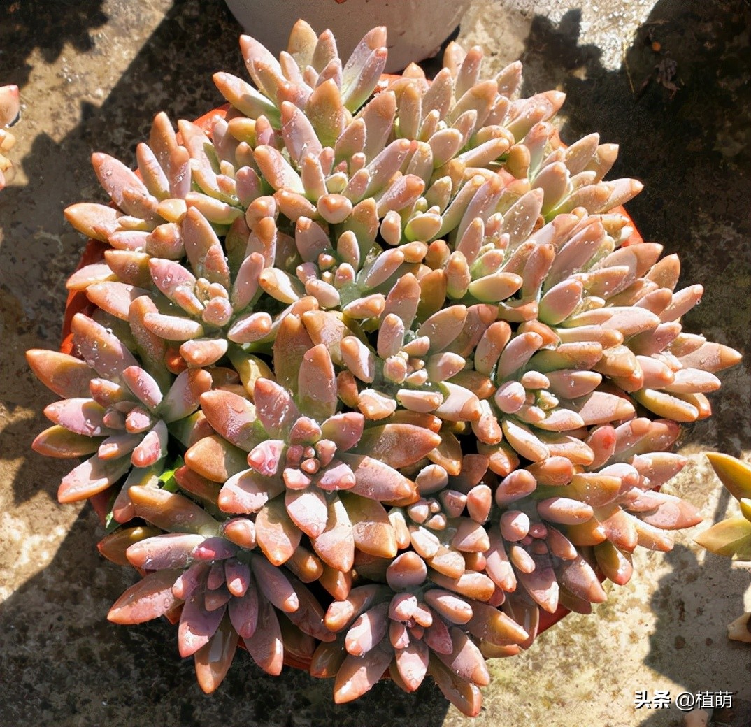 秋丽多肉的养殖方法和注意事项(秋丽多肉植物的养护技巧)