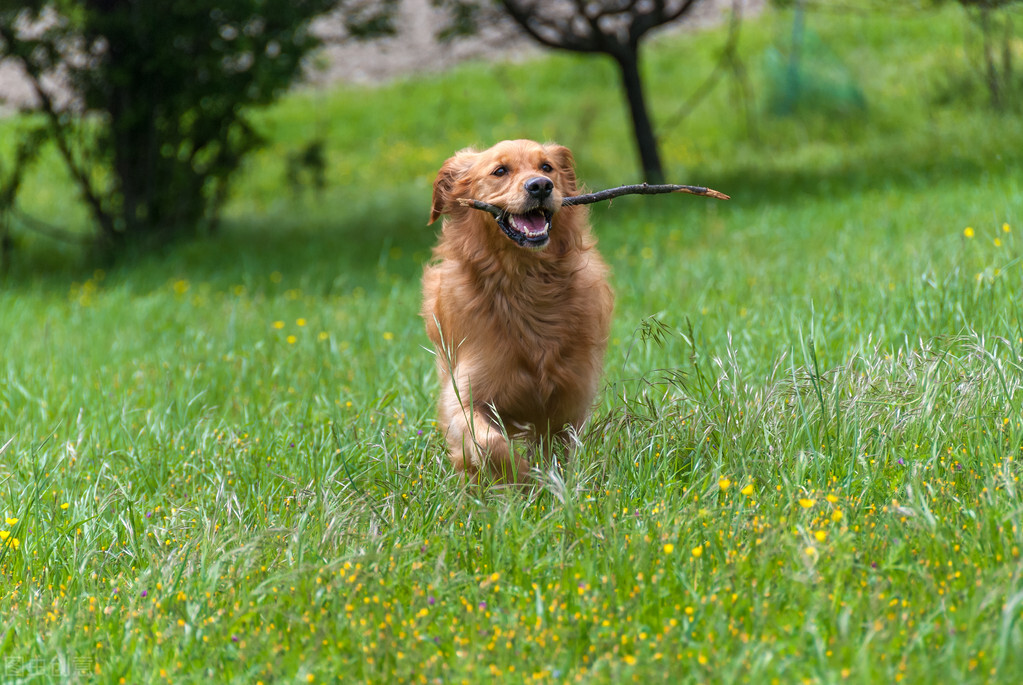 养金毛犬后，生活变化太大了，铲屎官都感叹