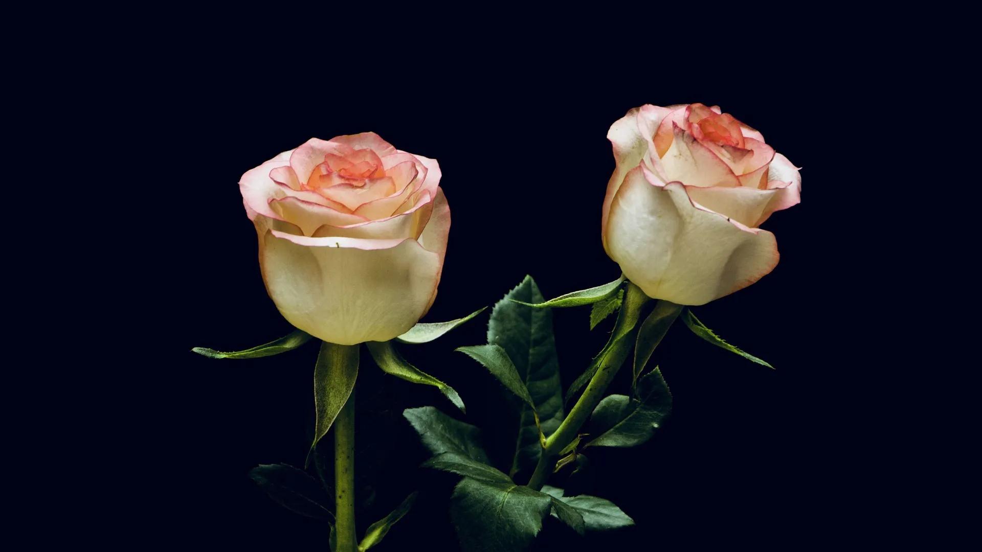 关于玫瑰的永不落俗的高级文案