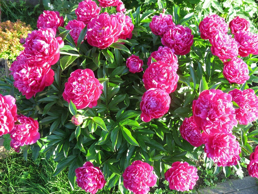 10首国色天香的牡丹花诗词，配上照片，最适合四月发朋友圈