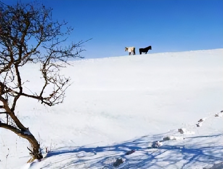 十首描写马的古诗，点开文章看看有没有你知道的