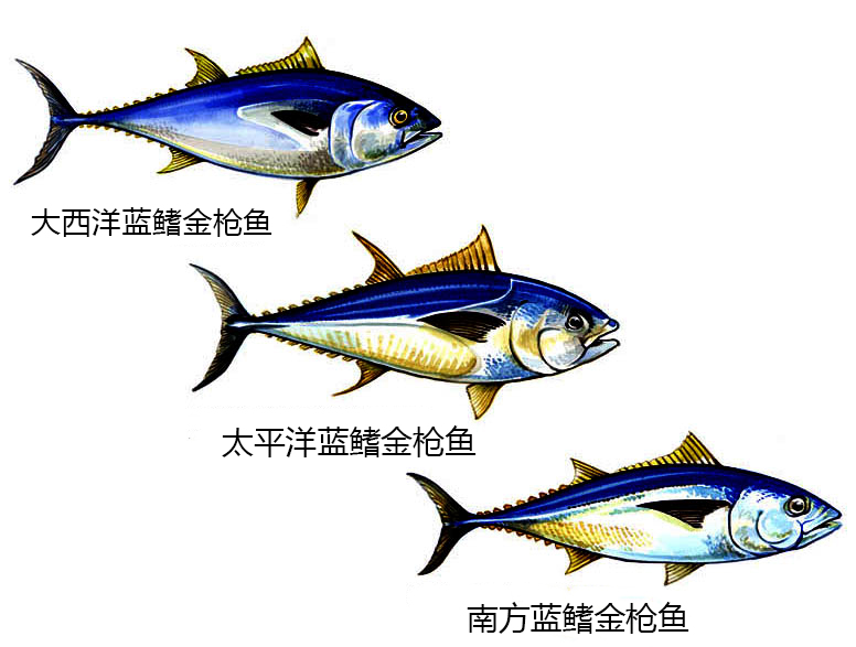 深海金槍魚多少錢一斤(一條278公斤的金槍魚) - 價格百科