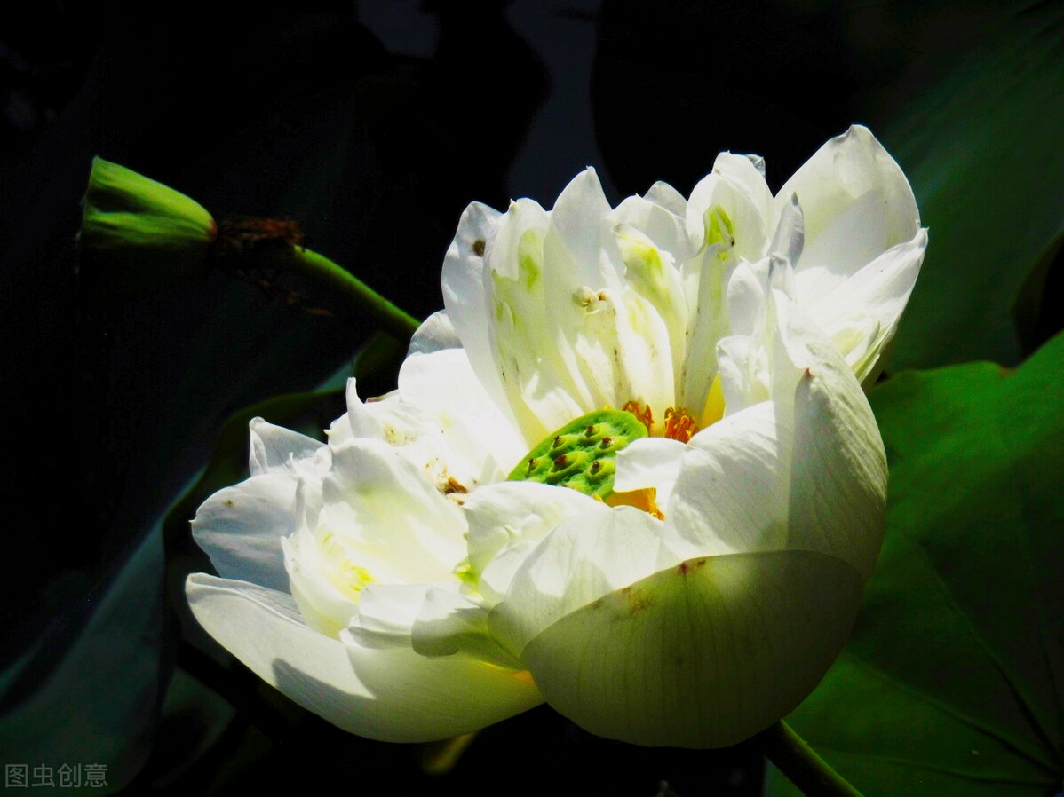 一花一欢喜，万千春花开，花开忆相思，与花一场爱，深爱到永远