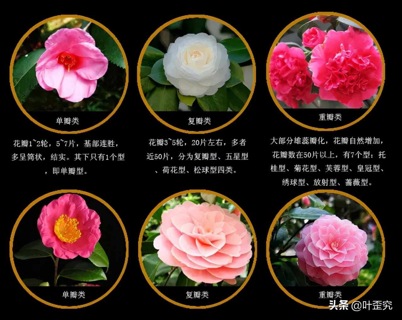 中国十大名花，您都知道吗？