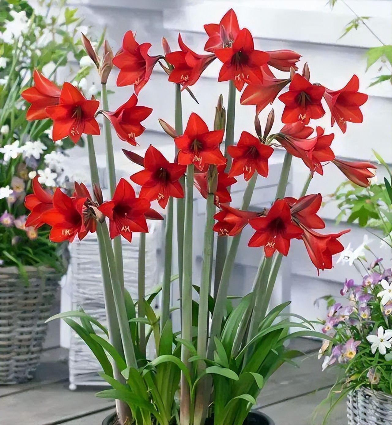 客厅绿植放什么好(10种大绿植有旺家的好寓意)