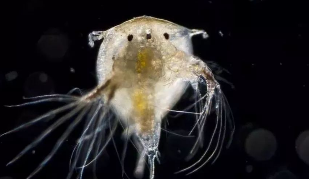 海洋害虫藤壶到底有何特别之处鲸鱼海龟都深受其害