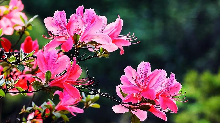爱花如你，知道中国的十大名花都是哪些吗？