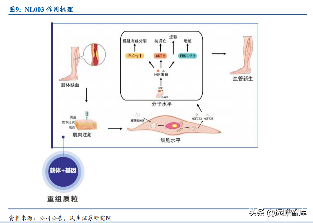 基因疗法热度持续攀升，新秀：诺思兰德，拳头产品剑指超百亿市场