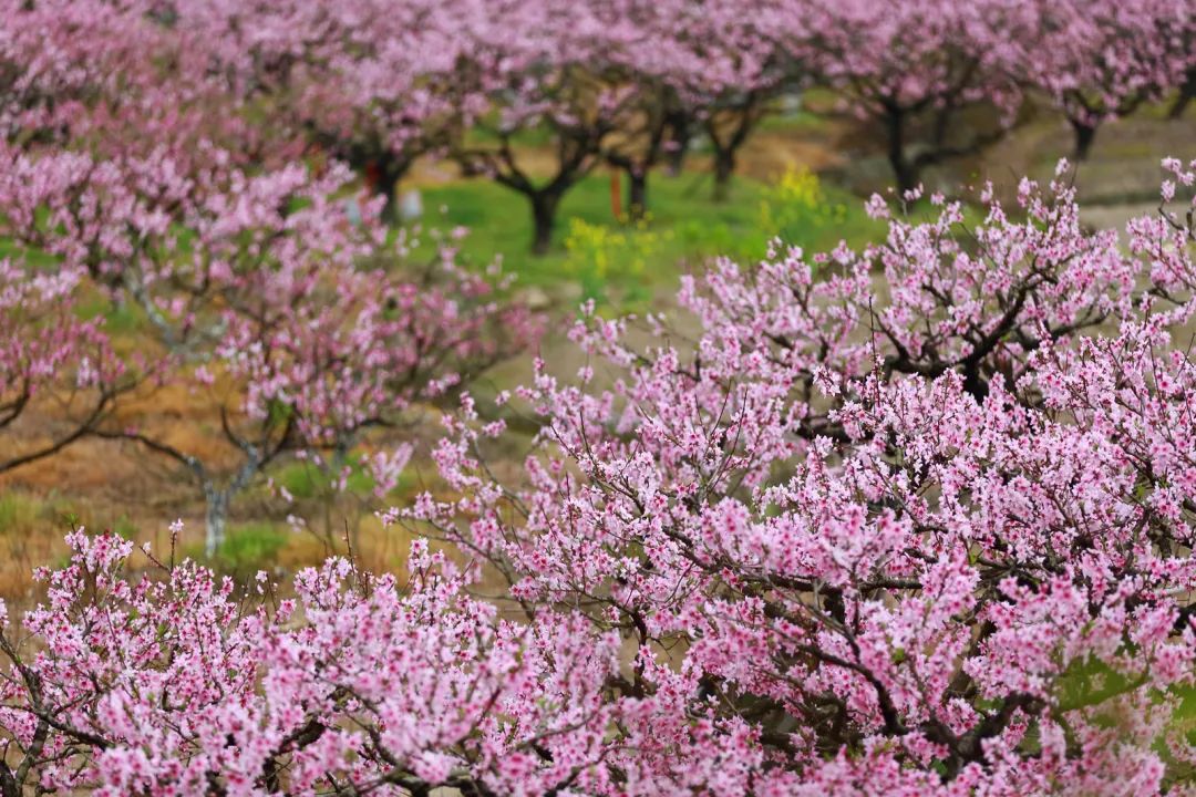 陌上花开春正美，跟着赏花地图“趣”打卡！