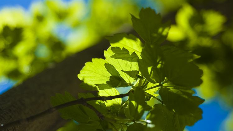 10首宋代七言绝句中的初夏：晴日暖风生麦气，绿阴幽草胜花时