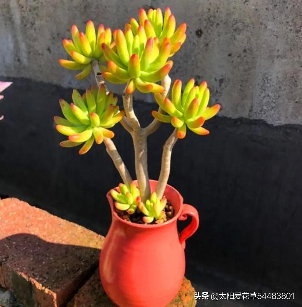 春天这样养多肉4步走起肉肉长胖又变美好看迷人