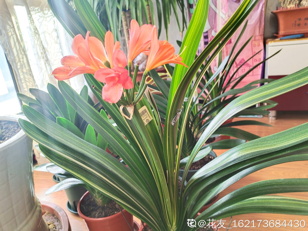 君子蘭花圖片,君子蘭花圖片大全大圖