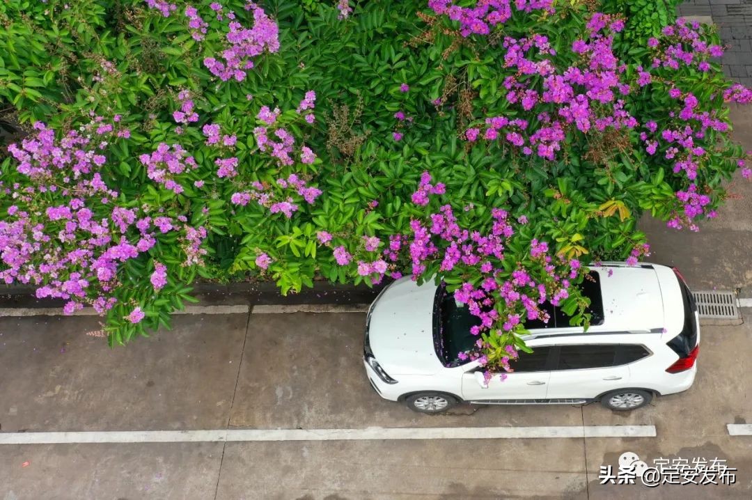 藏不住了 县城街头紫薇花绚烂亮相 来邂逅这场 紫色浪漫 吧 天天看点
