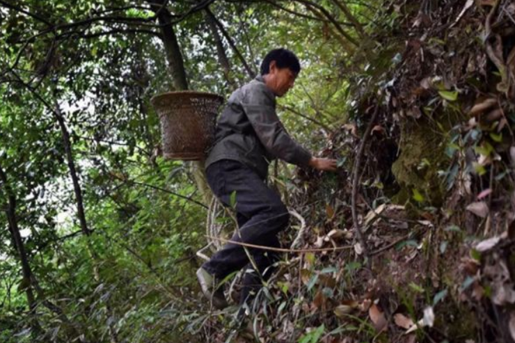 桂林秧塘工业园招聘（广西村民采药在山中走失）