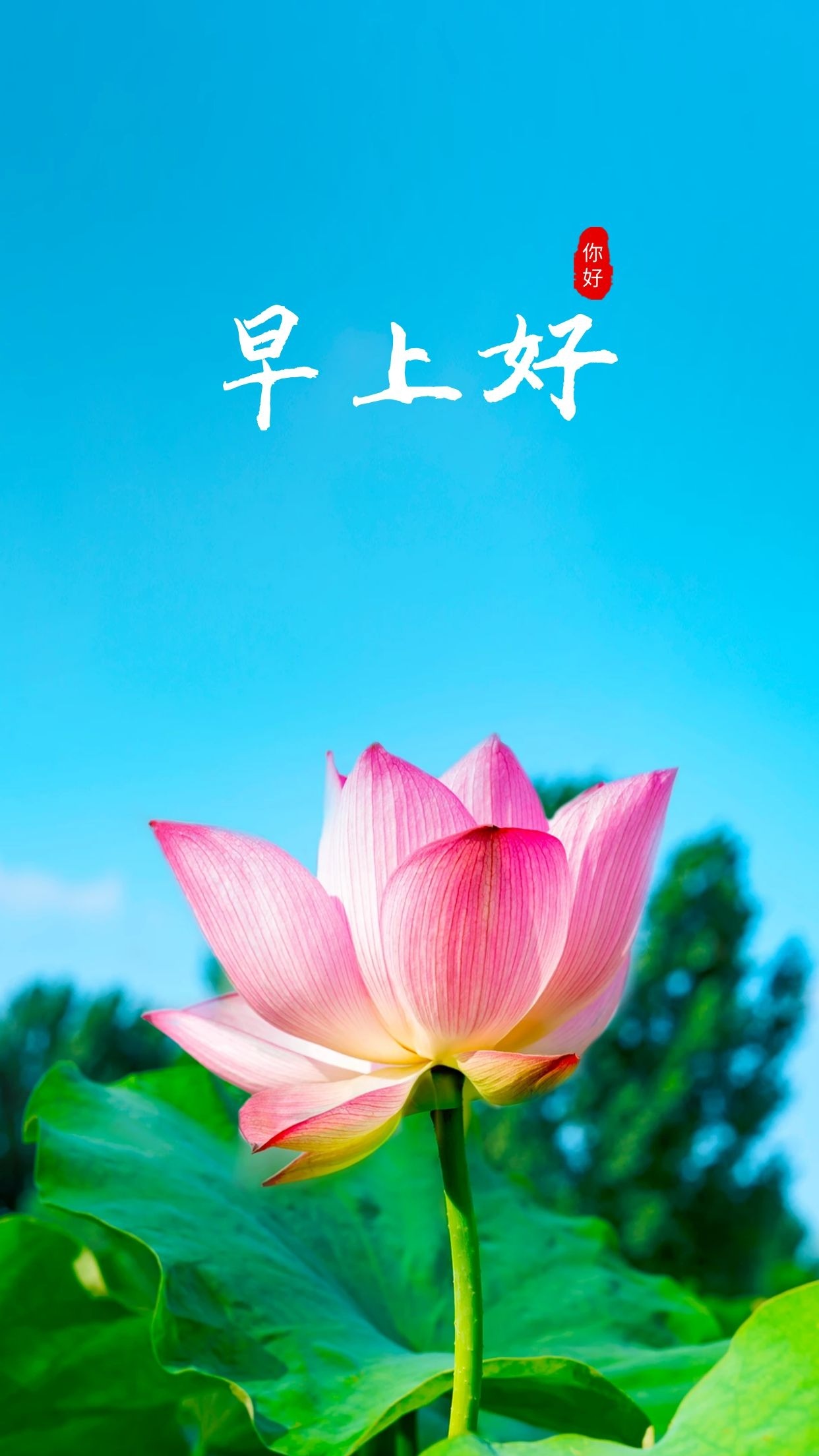 正能量早上好图片:清晨的阳光和努力的你,都是这世间最美的风景