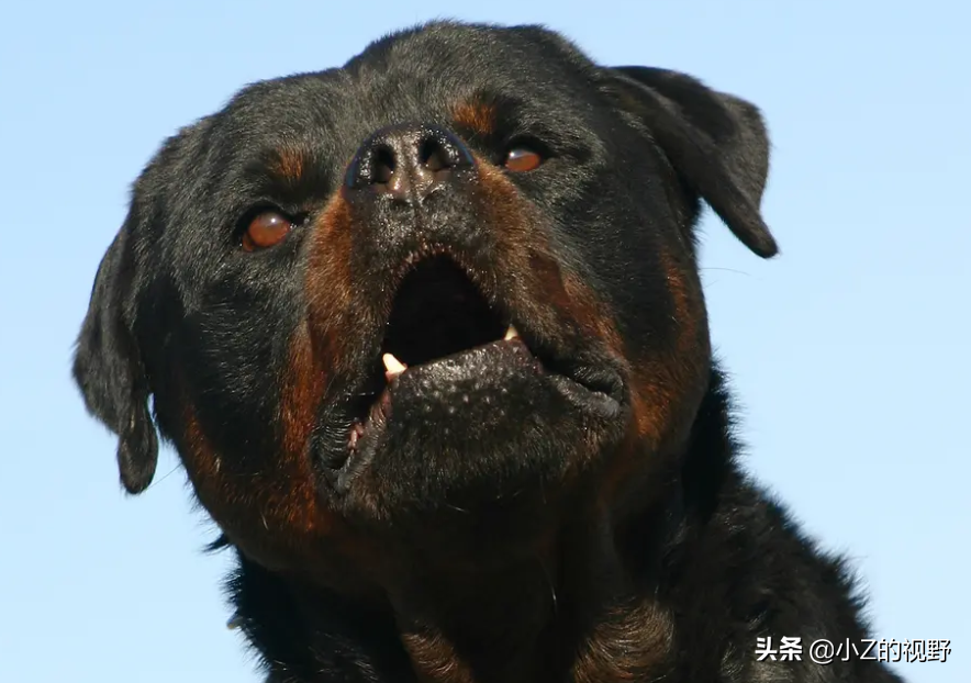 卡斯罗犬图片(五种大型犬，为何有些是禁养的，它们是如何繁育出来的？（二）)