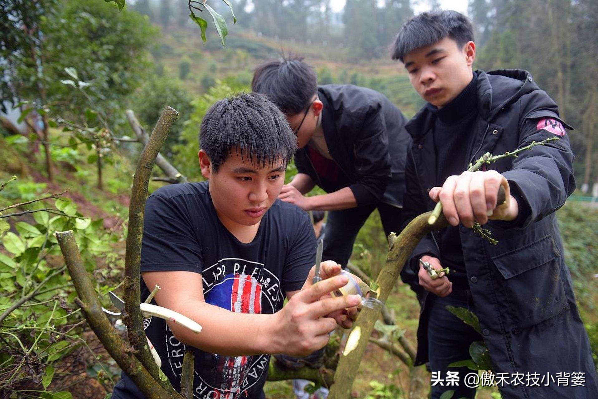 果树嫁接时间表（教你分辨家养果树的最佳嫁接时间）