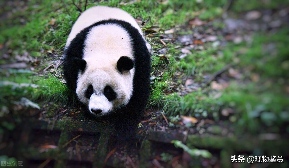 熊猫是猫吗，它能活多少岁，它为什么是国宝？外国有吗？